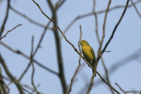 Primer registro de fueguero (Piranga flava) para Monte