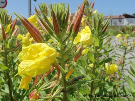 Algunas flores de verano...