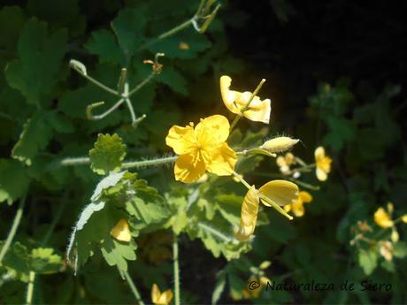 Algunas flores de verano...