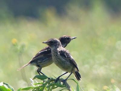 Los últimos pollos de tarabilla