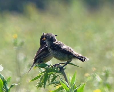 Los últimos pollos de tarabilla