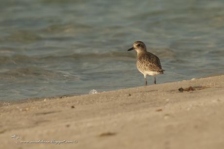 Chorlo Ártico  (Black-bellied Plover)  Pluvialis squatarola Linnaeus, 1758