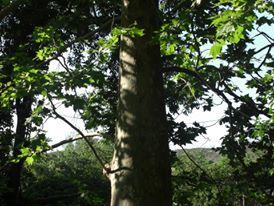 Raíces e Identidades Raíces e Identidades