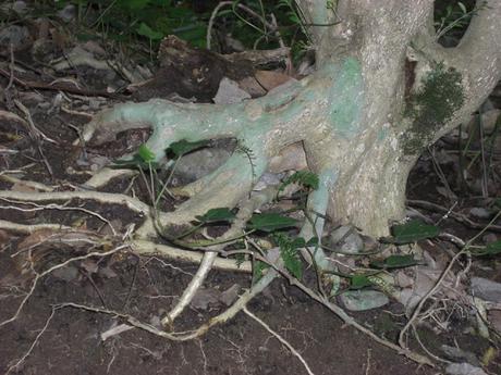 Raíces e Identidades Raíces e Identidades