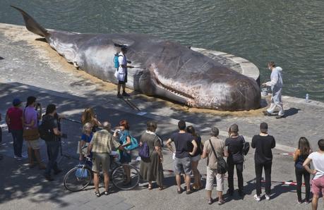 Una ballena encallada impacta a los peatones parisinos en este impresionante ambient marketing