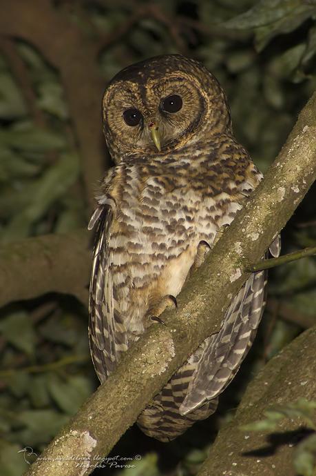 Lechuza Listada  (Rusty-barred Owl)  Strix hylophila (Temminck, 1825)