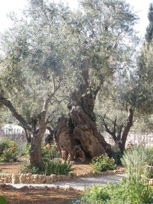 Maravillas de Israel. Jardines de Getsemaní.