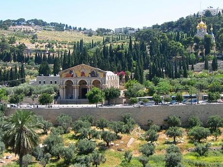 Maravillas de Israel. Jardines de Getsemaní.