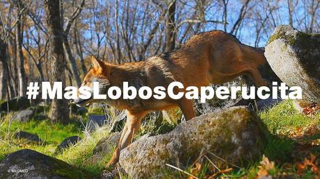 LUSH #Masloboscaperucita ¡Los lobos te necesitan! LUSH #Masloboscaperucita ¡Los lobos te necesitan!