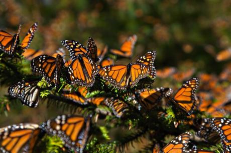 Empresarios potosinos crean espacios para preservar la mariposa monarca