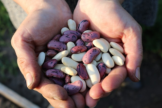 4 alimentos indispensables en tu dieta para gozar de una buena salud 4 alimentos indispensables en tu dieta para gozar de una buena salud