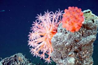 https://pixabay.com/es/corales-blandos-coral-hongo-mar-79937/