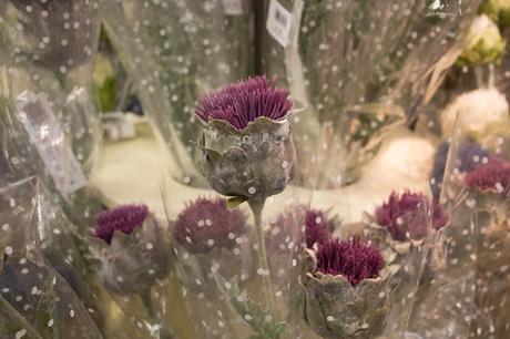 Flor del Cardo Edimburgo. Escocia