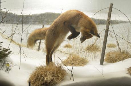 Naturhistoriska Riksmuseet