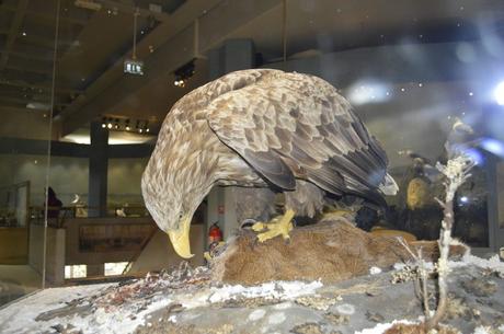 Naturhistoriska Riksmuseet