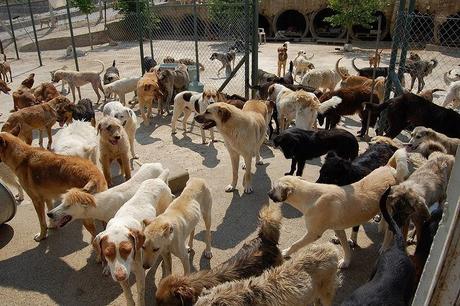 OBÉLIX Resultado de imagen de perrera