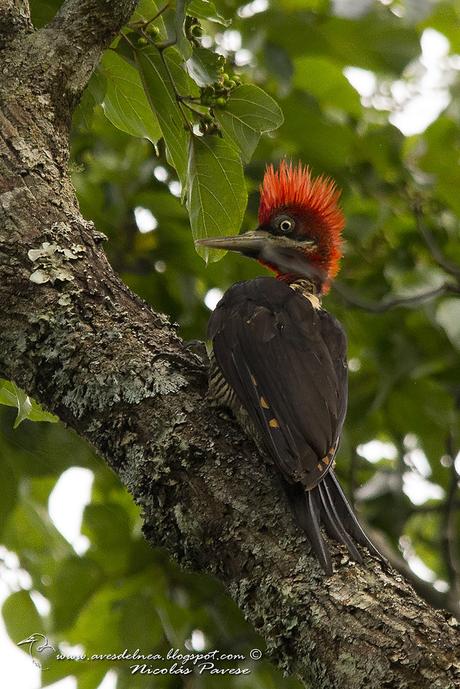 Carpintero grande (Robust Woodpecker) Campephilus robustus