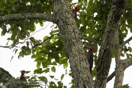 Carpintero grande (Robust Woodpecker) Campephilus robustus