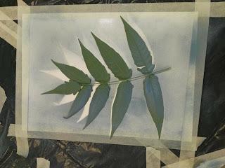 Cianotipia Cianotipia