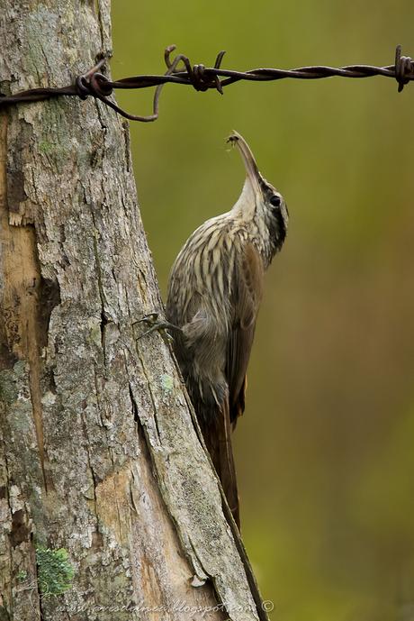 Chinchero chico (Narrow-billed Woodcreeper) Lepidocolaptes angustirostris