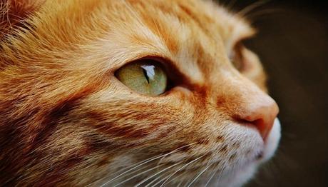 tratamiento para los ojos rojos en gatos