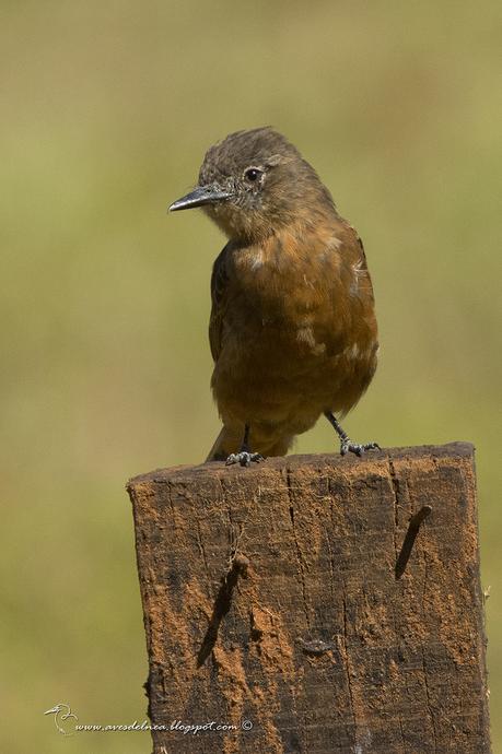 Birro común (Cliff Flycatcher) Hirundinea ferruginea