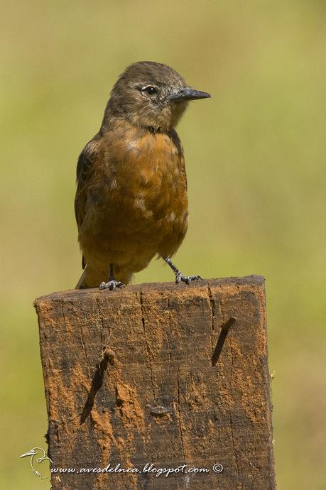 Birro común (Cliff Flycatcher) Hirundinea ferruginea