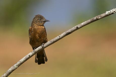 Birro común (Cliff Flycatcher) Hirundinea ferruginea