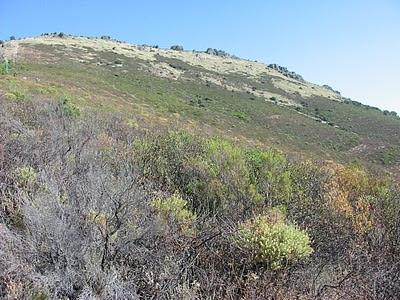 ALCORNOQUES Y ENCINAS: REYES Y REINAS DEL BOSQUE MEDITERRÁNEO.