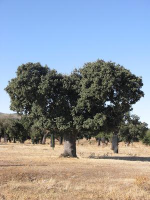 ALCORNOQUES Y ENCINAS: REYES Y REINAS DEL BOSQUE MEDITERRÁNEO.