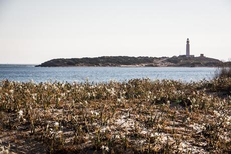 Conociendo las mejores playas de Cadiz Conociendo las mejores playas de Cadiz