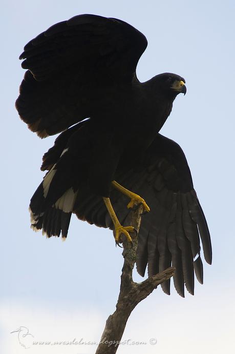 Águila negra (Great black Hawk) Buteogallus urubitinga