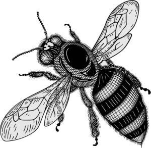 Las abejas humanas