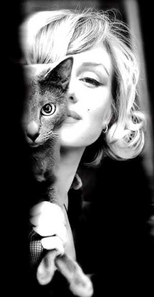 Marilyn Monroe cat