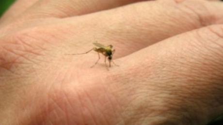 Cuidate de los mosquitos Cuidate de los mosquitos