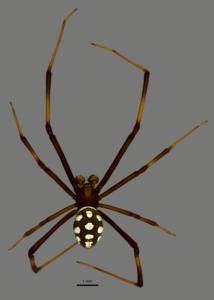 Ver imagen de origen Resultado de imagen de Latrodectus tredecimguttatus