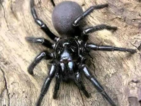 Ver imagen de origen Resultado de imagen de araña sidney