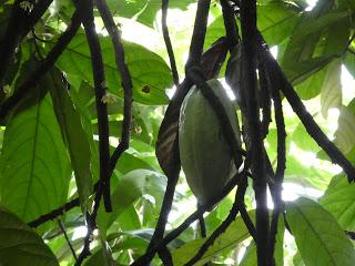 Del Cacao al Chocolate