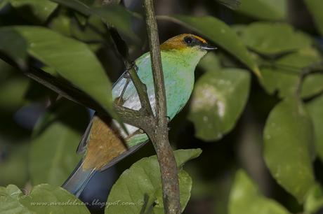 La nueva gema del Sur de Misiones Saíra Castaña (Chestnut-backed Tanager) Tangara preciosa (Cabanis, 1850)