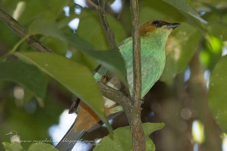 La nueva gema del Sur de Misiones Saíra Castaña (Chestnut-backed Tanager) Tangara preciosa (Cabanis, 1850)