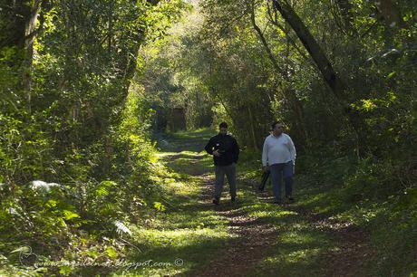 La nueva gema del Sur de Misiones Saíra Castaña (Chestnut-backed Tanager) Tangara preciosa (Cabanis, 1850)