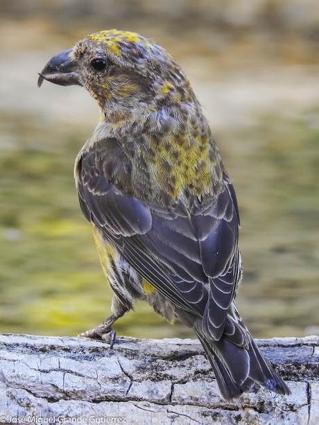 Piquituerto común (Loxia curvirostra)-Cruzabico-Trencapinyes-Mokokerra-Common crossbill