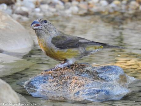 Piquituerto común (Loxia curvirostra)-Cruzabico-Trencapinyes-Mokokerra-Common crossbill