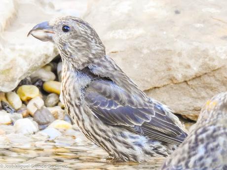 Piquituerto común (Loxia curvirostra)-Cruzabico-Trencapinyes-Mokokerra-Common crossbill