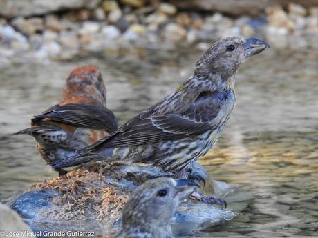 Piquituerto común (Loxia curvirostra)-Cruzabico-Trencapinyes-Mokokerra-Common crossbill