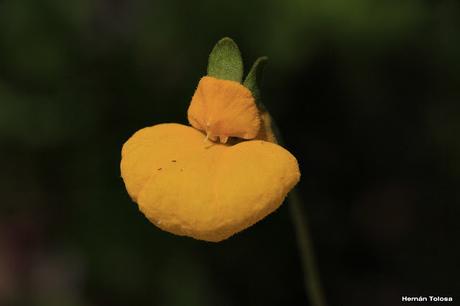 Topa-topa (Calceolaria polyrrhiza)