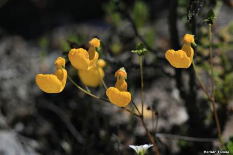 Topa-topa (Calceolaria polyrrhiza)