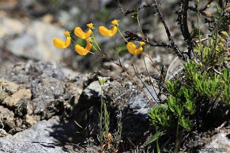 Topa-topa (Calceolaria polyrrhiza)