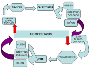 Calcio ALGO DE FISIOLOGÍA DEL HUESO