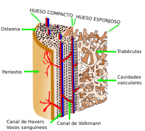 Esquema hueso ALGO DE FISIOLOGÍA DEL HUESO